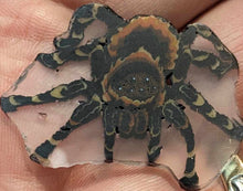 Load image into Gallery viewer, Stephen Boehme Tarantula Cane
