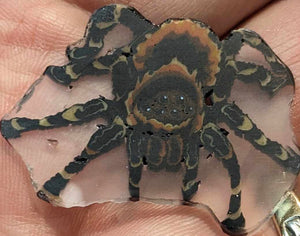 Stephen Boehme Tarantula Cane