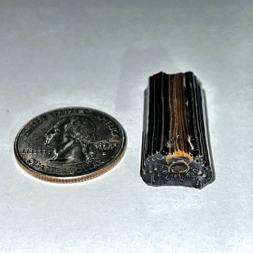 Stephen Boehme Tarantula Cane
