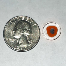 Load image into Gallery viewer, Andy Buckles Bob Snodgrass Coins

