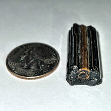 Load image into Gallery viewer, Stephen Boehme Tarantula Cane

