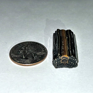 Stephen Boehme Tarantula Cane