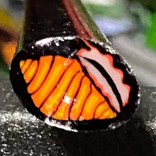 Load image into Gallery viewer, Dave Strobel Conch Shell Cane
