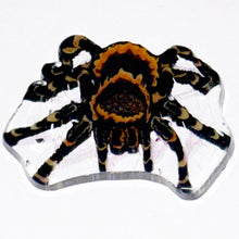 Load image into Gallery viewer, Stephen Boehme Tarantula Coin
