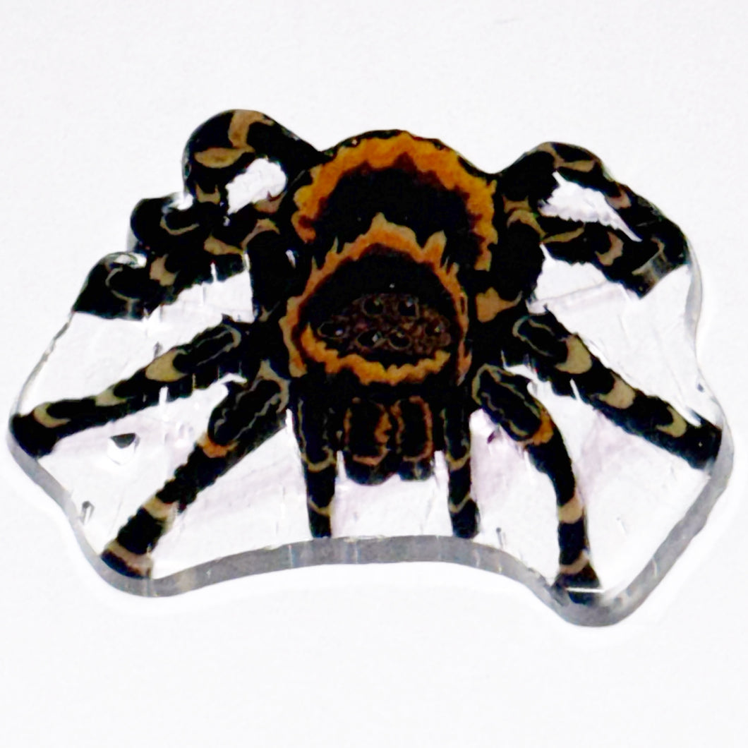 Stephen Boehme Tarantula Coin