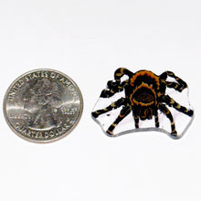Load image into Gallery viewer, Stephen Boehme Tarantula Coin
