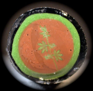 Jason Lee Chocolate Thai Clone Cane