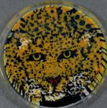 Load image into Gallery viewer, Jason Lee x Tara Roberts Cheetah Cane
