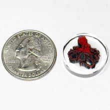Load image into Gallery viewer, Jason Lee x Tara Roberts Pacific Red Octopus Coin
