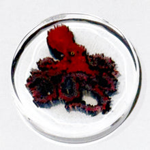 Load image into Gallery viewer, Jason Lee x Tara Roberts Pacific Red Octopus Coin
