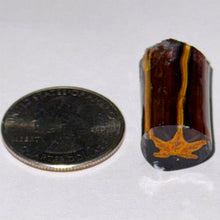 Load image into Gallery viewer, Robert Koch Leaf Cane
