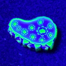 Load image into Gallery viewer, Stephen Boehme Paisley Coin (UV)
