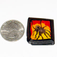 Load image into Gallery viewer, Stephen Boehme Haunted House Spider Window Coin
