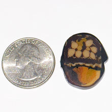 Load image into Gallery viewer, Robert Koch Acorn Coin
