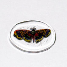 Load image into Gallery viewer, Stephen Boehme Death Moth Chip
