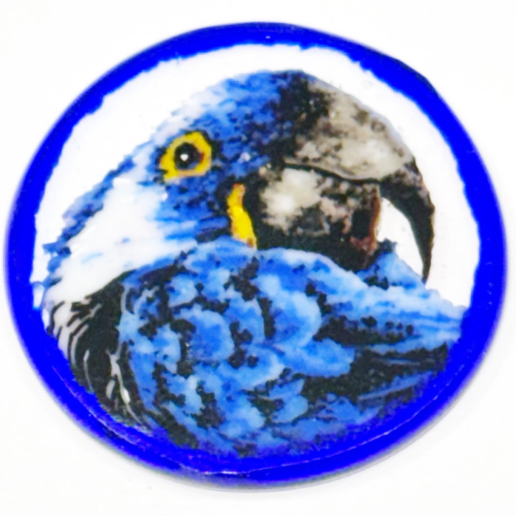 Antonio Dei Rossi Blue Parrot Coin (2014)