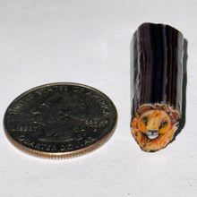 Load image into Gallery viewer, Stephen Boehme Lion Cane (No Clear)
